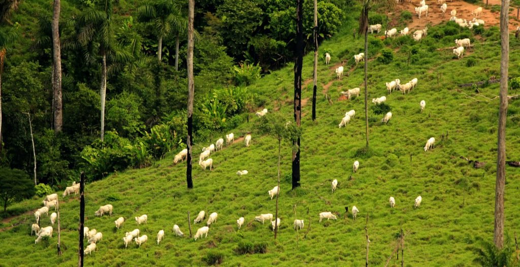 09 03 2008 CAMPANHA AMAZÔNIA SOJA E GADO. SOBREVOO SUL DO PARÁ / TERRA DO MEIO E NORTE DO MATO GROSSO. TRECHO MANAUS/ALTA ALTA FLORESTA/CUMARU/SANTA MARIA DAS BARREIRAS E SÃO FÉLIX DO XINGU/ PALMAS (TO). ARCO DO DESMATAMENTO. FOTO ALBERTO CÉSAR ARAÚJO