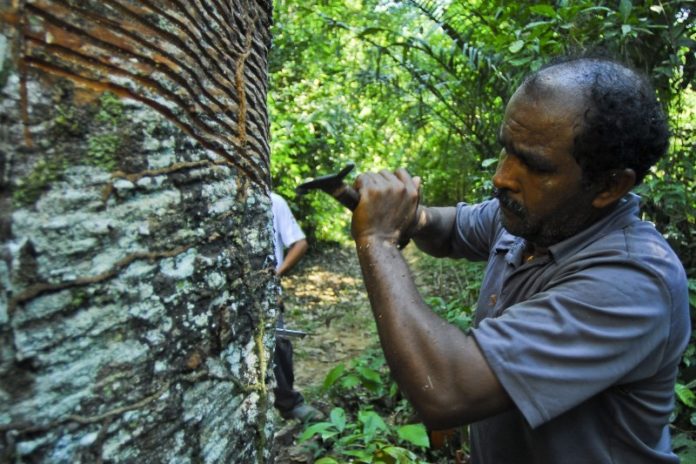 Empate': conheça a estratégia utilizada pelos seringueiros do Acre para  impedir o desmatamento - Portal Amazônia