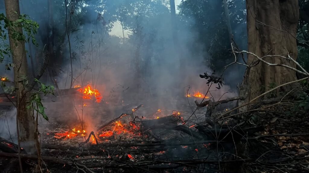 “Tá queimando tudo”: indígenas e ribeirinhos denunciam incêndios criminosos no Amazonas após primeiro turno